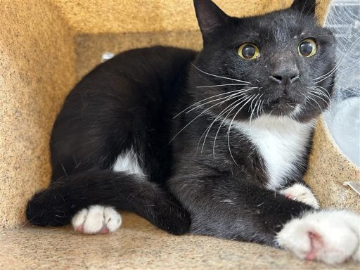 black and white male cat in kennel