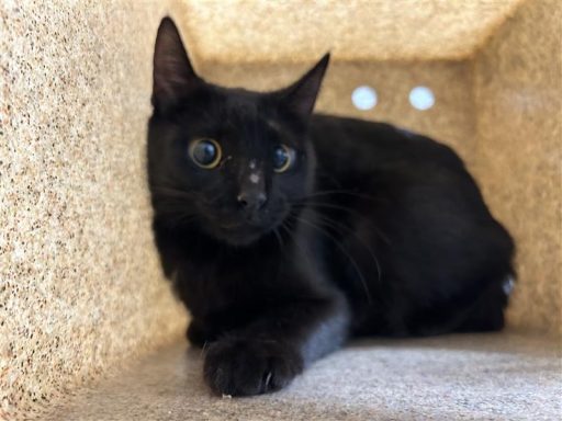 black female cat in kennel