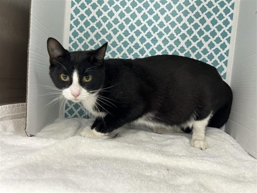black/ white female cat sitting in kennel on a towel