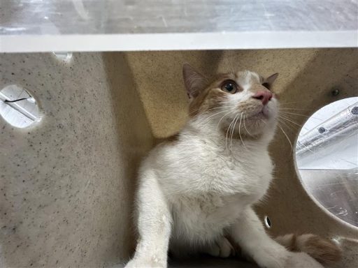Orange/ WHite male cat sitting in kennel box