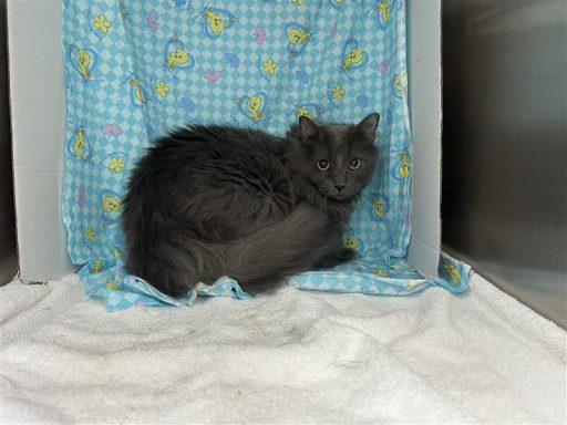 Grey male cat sitting in kennel on a towel
