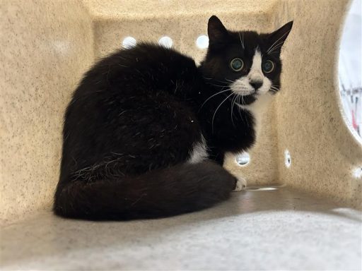 black and white cat in kennel