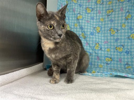 gray female tortie
