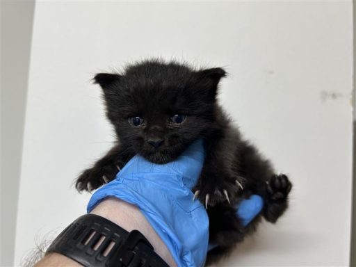 black male kitten being held