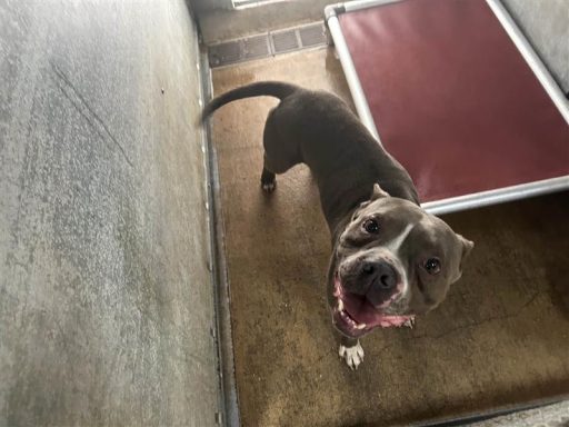 gray and white dog in kennel