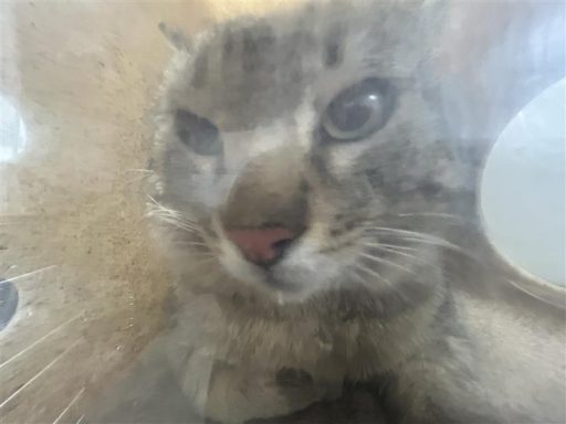 grey tabby cat in kennel