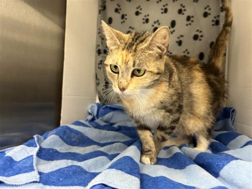 gray white tabby female cat in kennel