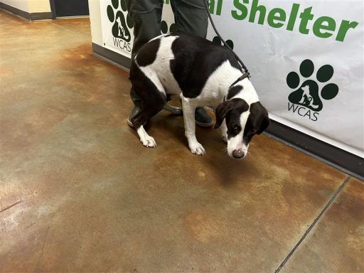 White/ Brown female dog sitting in hallway on a leash