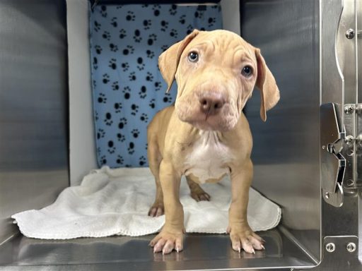 Tan/ White male puppy sitting in kennel on a towel