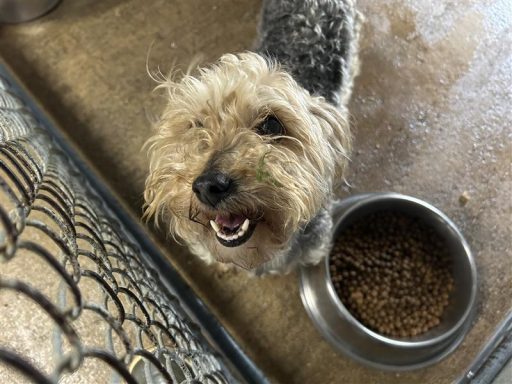 Tan female puppy sitting in kennel