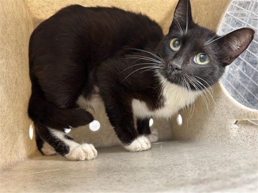 Black/ White female cat sitting in kennel box