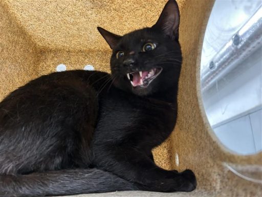 Black cat sitting in kennel box