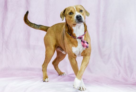 Red and white mixed breed dog walking on pink backdrop while wearing pink and black tie