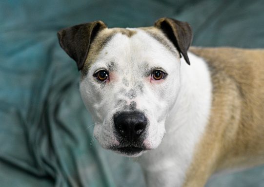 Tan and white tricolor mixed breed dog walking on blue backdrop