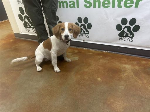White/ Tan female dog sitting in hallway on a leash