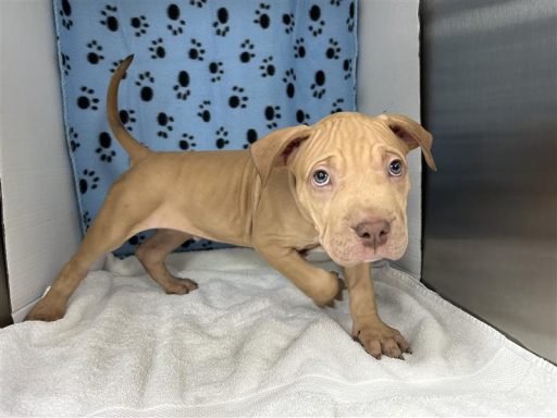 Tan/ White male puppy standing in kennel on a towel