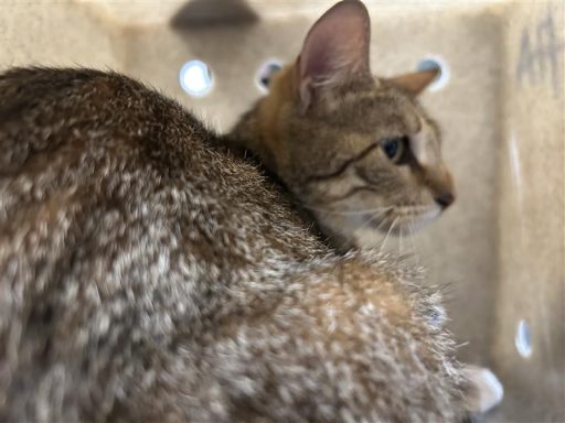 gray tabby female cat in kennel