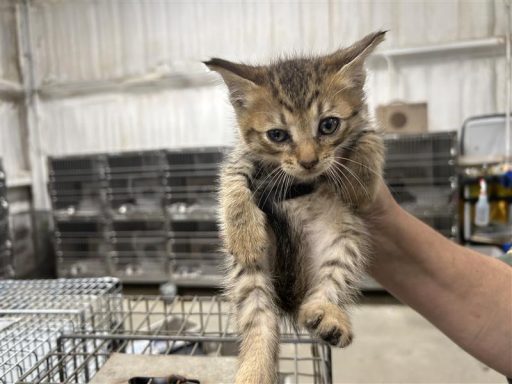 gray tabby kitten