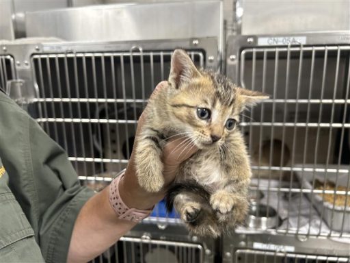 gray tabby kitten