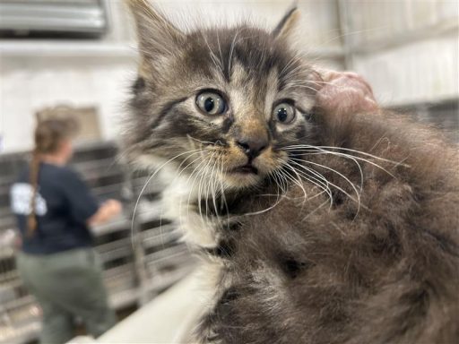 gray tabby kitten