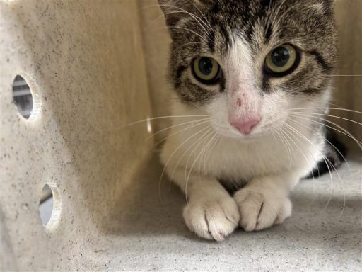 Tabby/ White cat sitting in kennel box