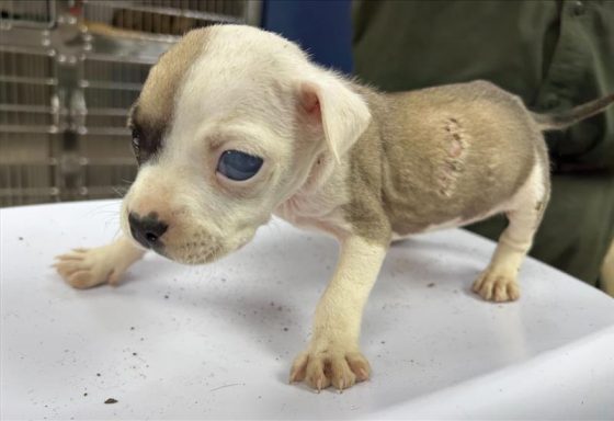 tan white male mixed breed puppy