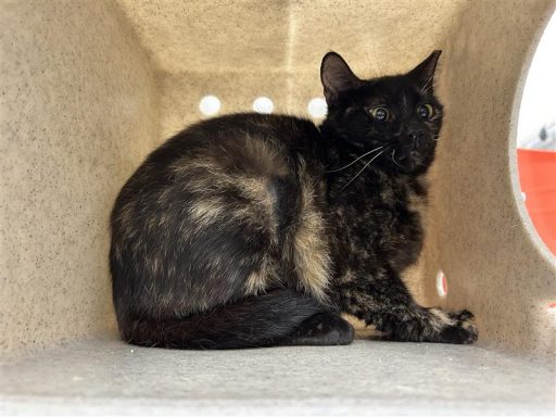 Tortoise Shell cat sitting in back of truck