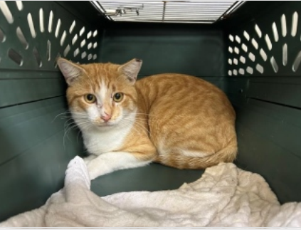 Orange/ White cat sitting in kennel