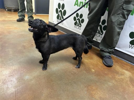 Black/ White female dog had pink collar on