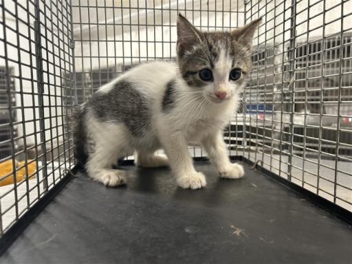White/ Tabby cat sitting in kennel
