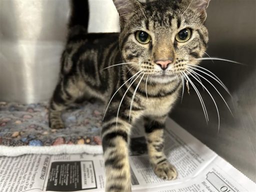Grey/ Tabby cat sitting in kennel on bed