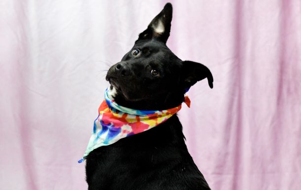 Black mixed breed dog sitting on pink backdrop wearing tie dye bandana