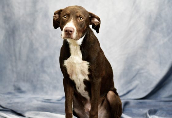 Brown and white hound mixed breed dog sitting on blue backdrop