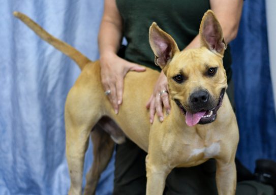 Tan and white bicolor mixed breed dog standing in photo booth