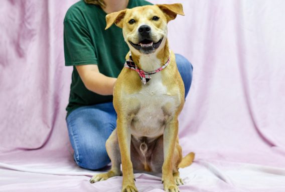 Tan and white bicolor mixed breed dog sitting in photobooth