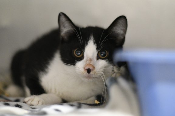 Black and white kitten laying in kennel on blanket