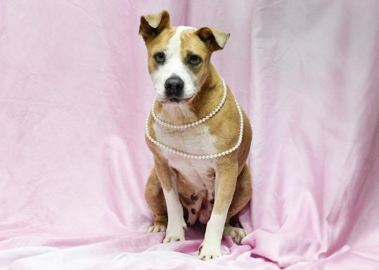 Tan and white bicolor mixed breed dog sitting on pink backdrop wearing pearls