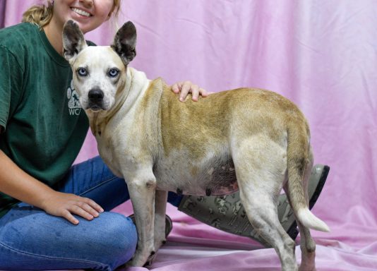 Tan and white mixed breed dog standing in photoshoot room
