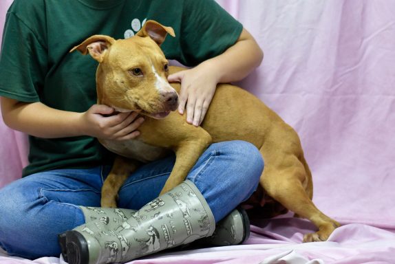 Tan and white mixed breed dog sitting in person's lap on pink backdrop