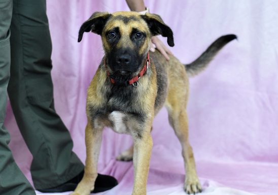 Tan and black tricolor german shepherd mixed breed dog standing on pink backdrop
