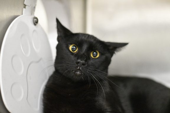 Black cat looking at camera