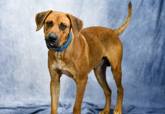 Red and white bicolor mixed breed dog walking in blue backdrop