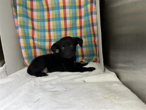 black male puppy in kennel