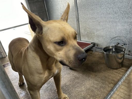 tan male bulldog mix standing in kennel