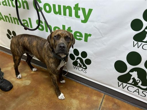 white brindle male bulldog mix standing in hallway