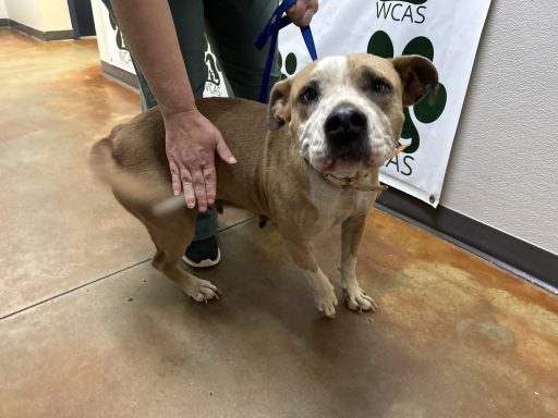 Tan and white american bulldog mixed breed dog walking in hallway