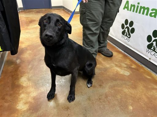 black female lab retriever mix