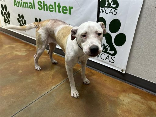 white tan female mix dog