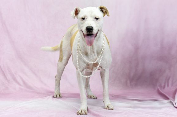 White and tan mixed breed dog standing on pink backdrop