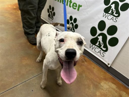 white brindle female mixed breed standing in hallway